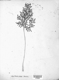 Cryptogramma crispa image